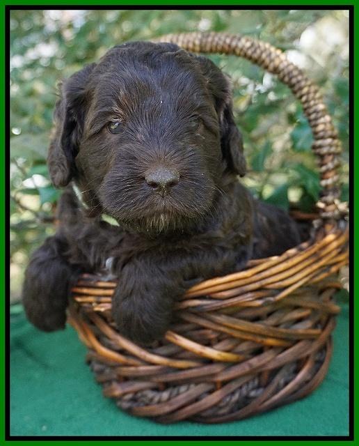 fanny Deacon pups 4 wks old 261