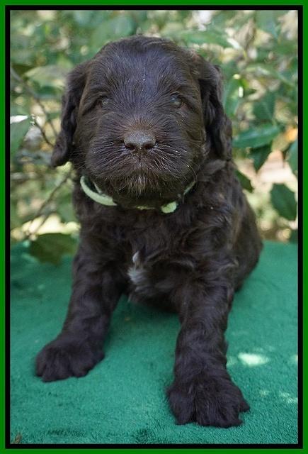 fanny Deacon pups 4 wks old 271