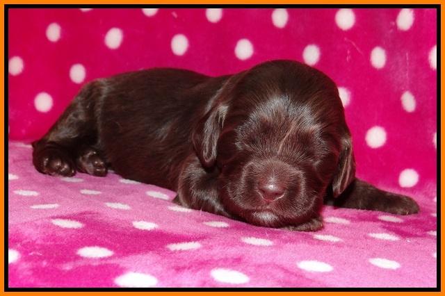 Fanny Deacon pups 2 wks old 191