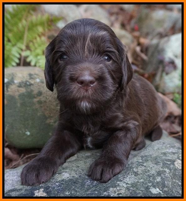 Fanny Deacon pups 3 wks old 261