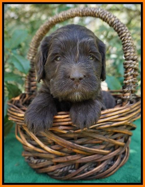fanny Deacon pups 4 wks old 331