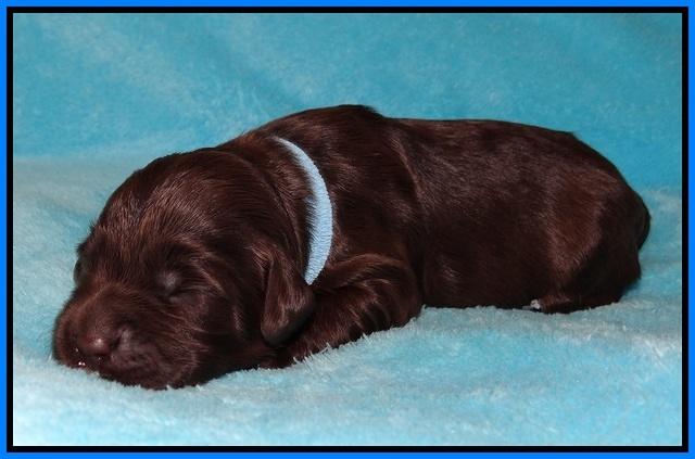 Fanny Deacon pups 1 week old 331