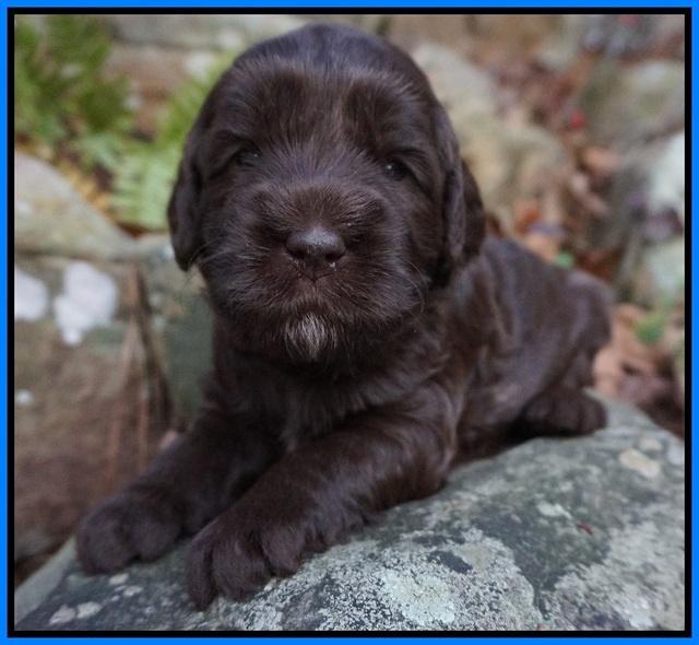 Fanny Deacon pups 3 wks old 301