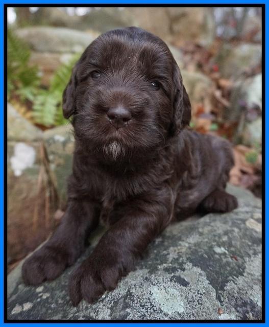 Fanny Deacon pups 3 wks old 311