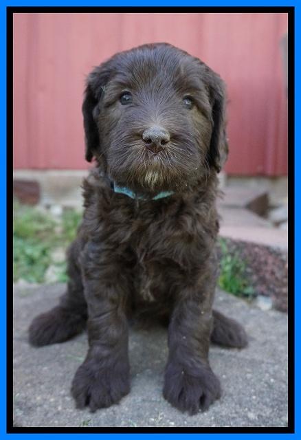 Fanny Deacon pups 5 wks old 271