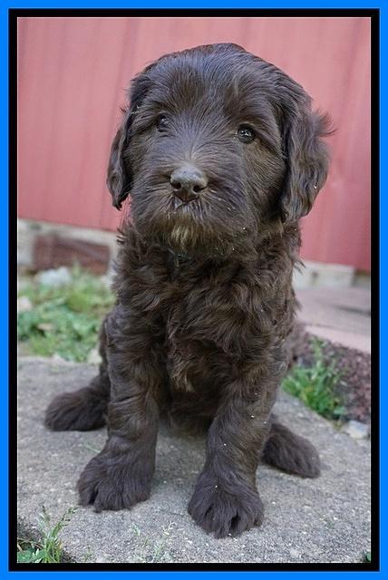 Fanny Deacon pups 5 wks old 281