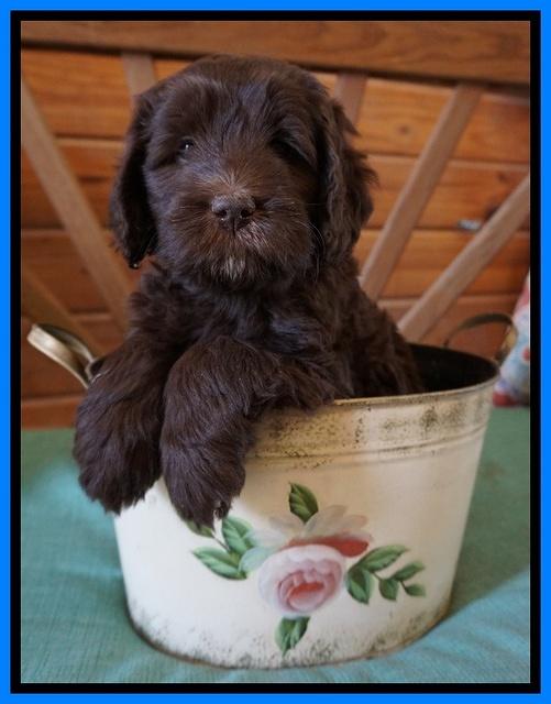 Fanny Deacon pups 6 wks old 311