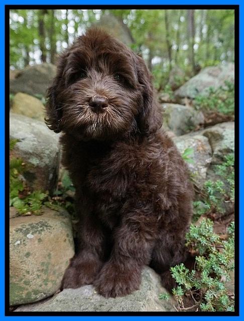Fanny Deacon pups 8 wks old 21000