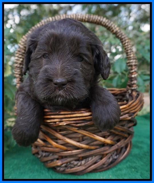 fanny Deacon pups 4 wks old 281