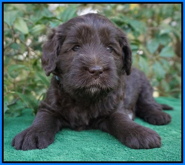 fanny Deacon pups 4 wks old 291