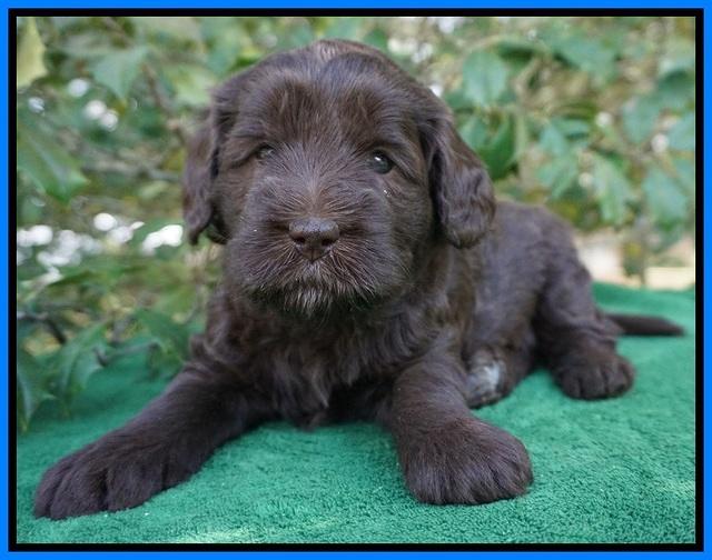 fanny Deacon pups 4 wks old 301