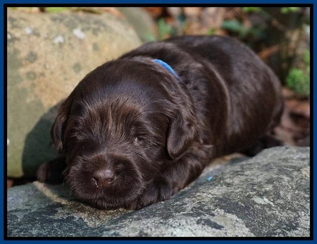 Dior Parson pups 2 wks old 11