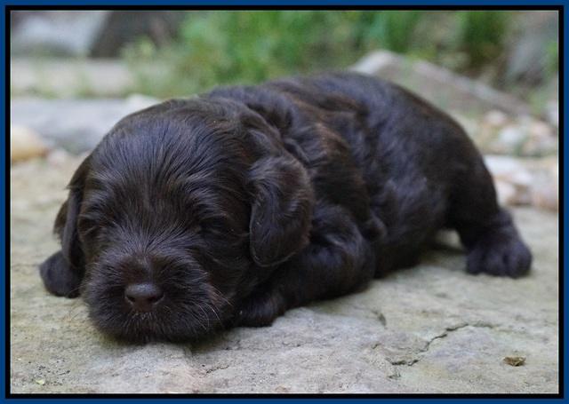 Dior Parson pups 3 wks old 11