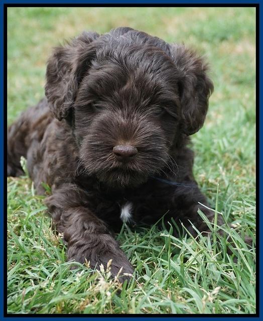 Dior Parson pups 6 wks old11