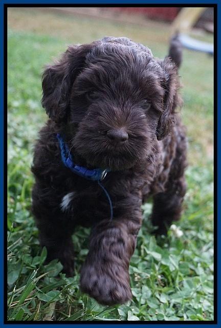 Dior Parson pups 6 wks old31