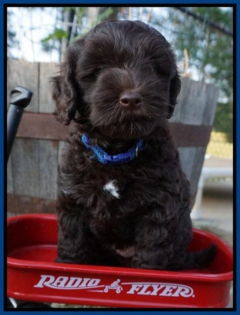 Dior Parson pups 7 weeks old 31