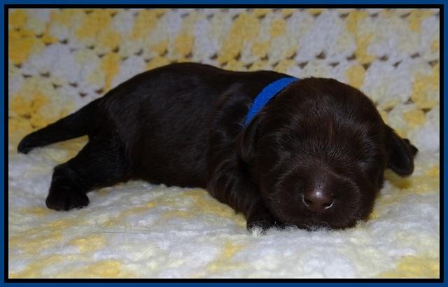 Dior Parson pups one week old 21