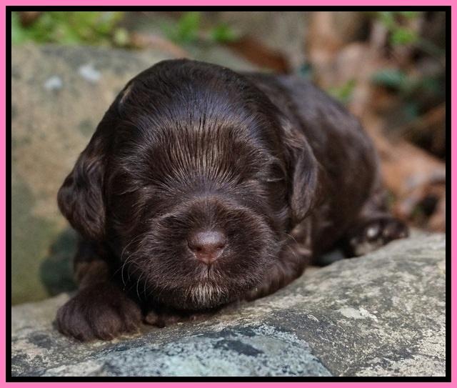 Dior Parson pups 2 wks old 41