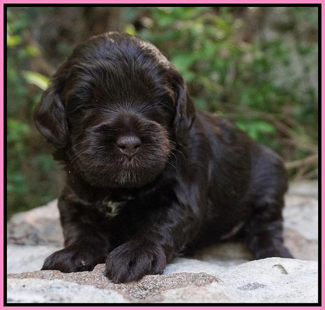 Dior Parson pups 3 wks old 51