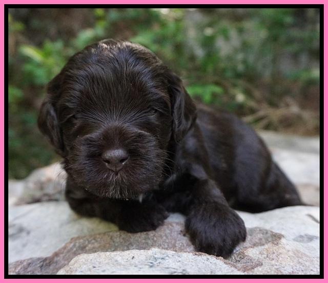 Dior Parson pups 3 wks old 61