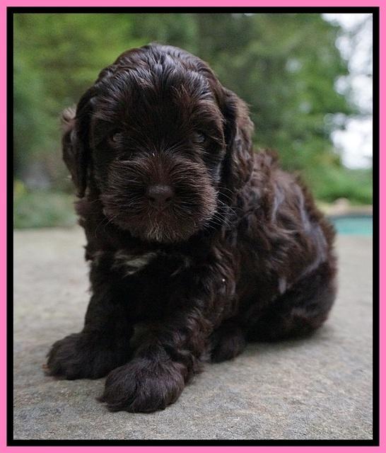 Dior Parson pups 4 wks old 31