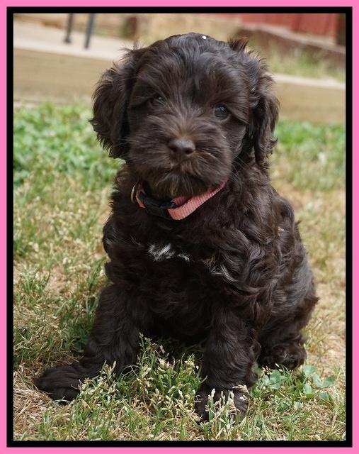 Dior Parson pups 6 wks old91