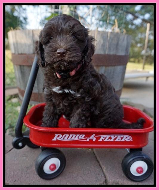 Dior Parson pups 7 weeks old 61