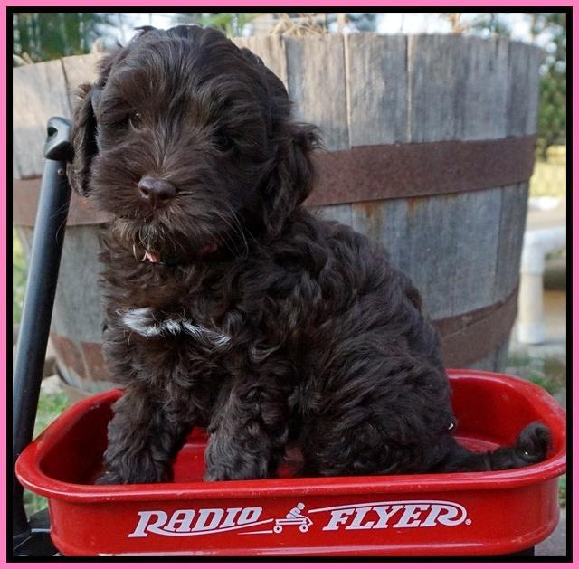 Dior Parson pups 7 weeks old 71