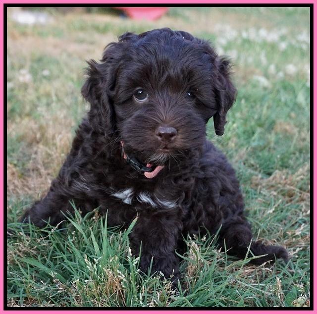 Dior Parson pups 7 weeks old 81