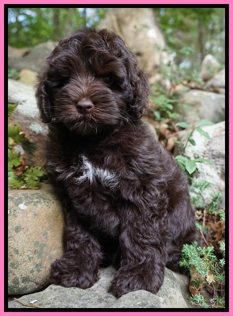 Dior Parson pups 8 weeks old 61