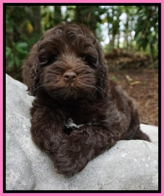 Dior Parson pups 8 weeks old 71