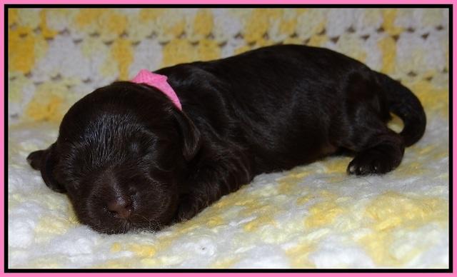 Dior Parson pups one week old 31