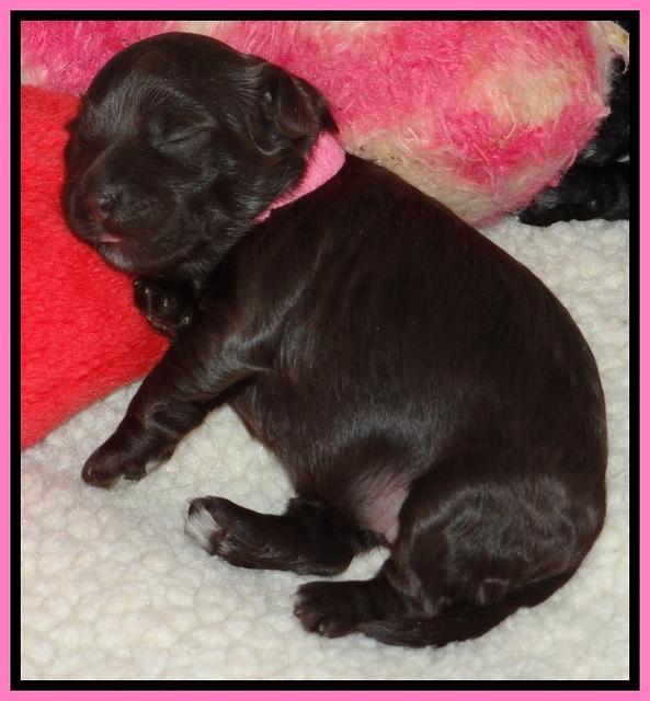 Dior Parson pups one week old 41