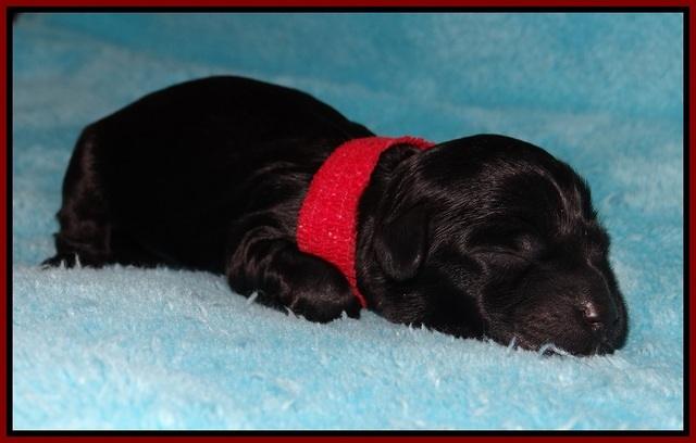 Dior Parson Newborn pups 71