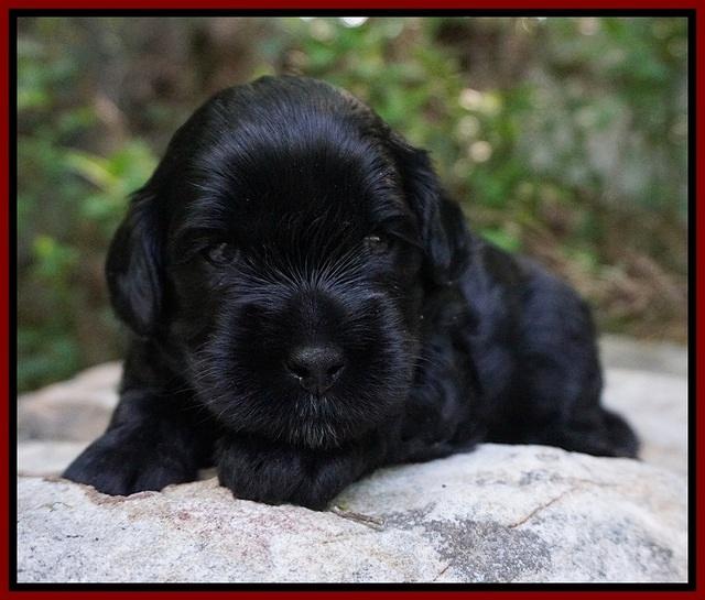 Dior Parson pups 3 wks old 31