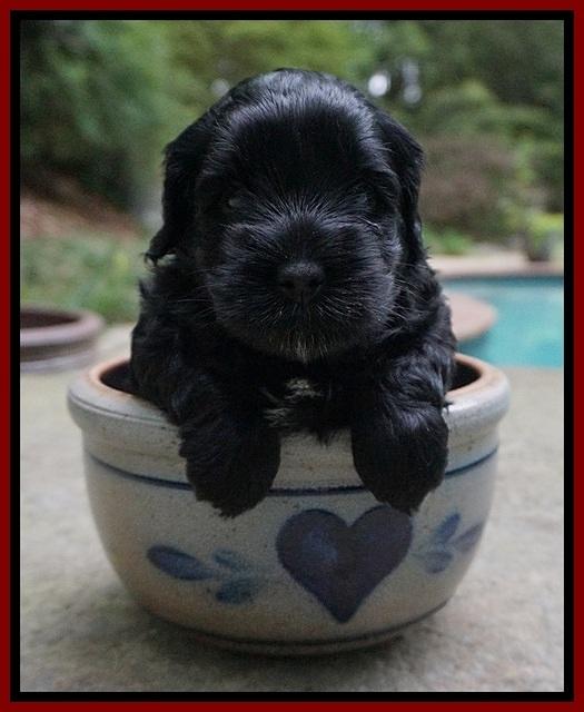 Dior Parson pups 4 wks old 91