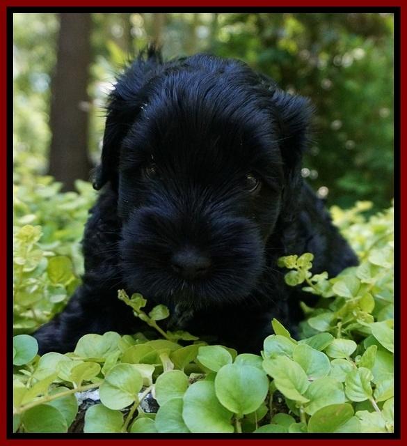 Dior Parson pups 5 wks old 71