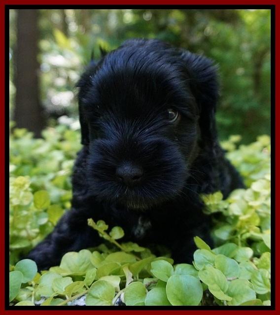 Dior Parson pups 5 wks old 91