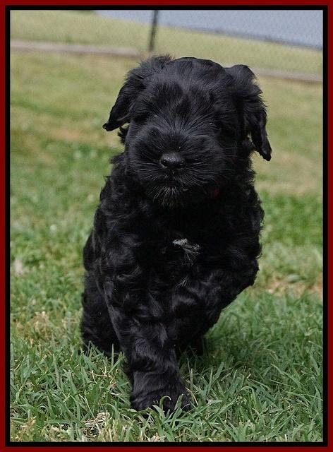 Dior Parson pups 6 wks old121