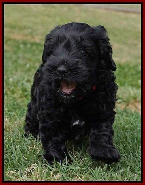 Dior Parson pups 6 wks old131