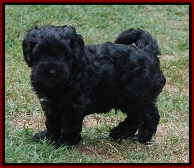 Dior Parson pups 6 wks old141