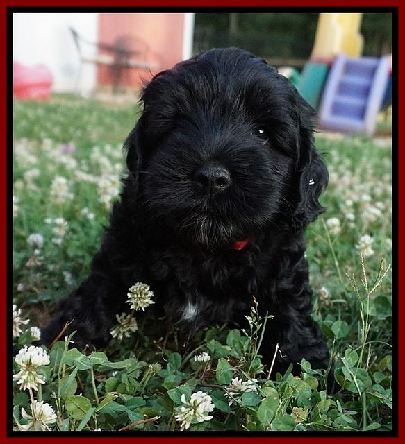 Dior Parson pups 7 weeks old 171