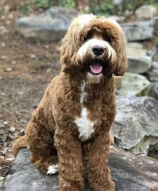 Harbins first hair cut 1 5 17 41