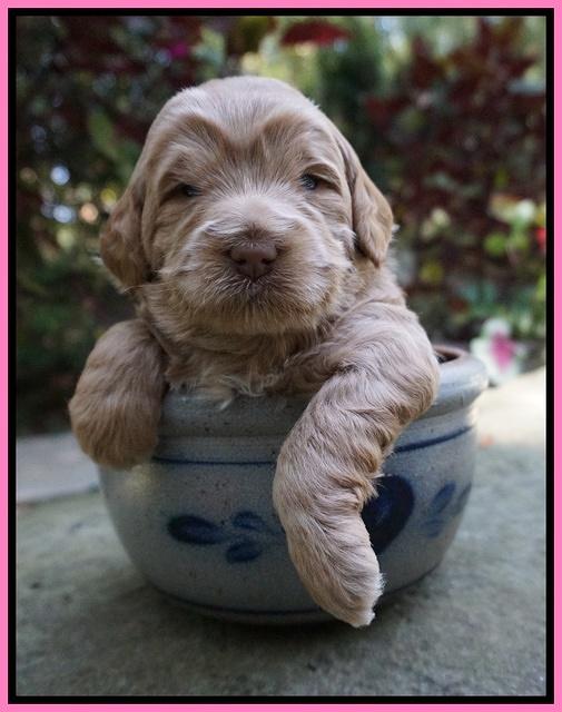 Ivory Harbins 3 wks old 11
