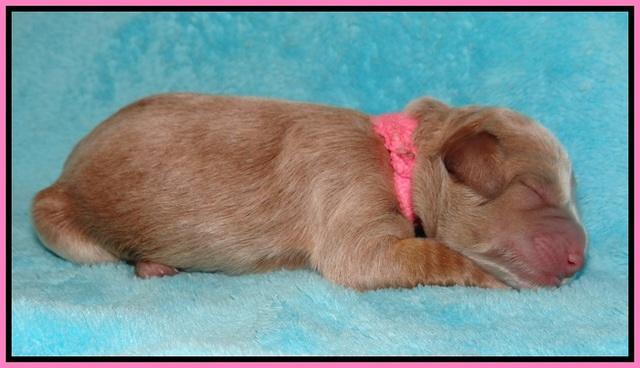 Ivory Harbins newborn 51