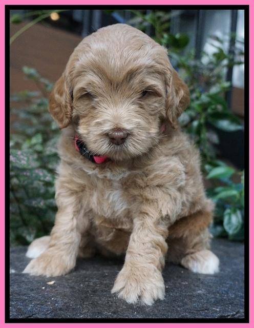 Ivory Harbins pups 4 wks old 11