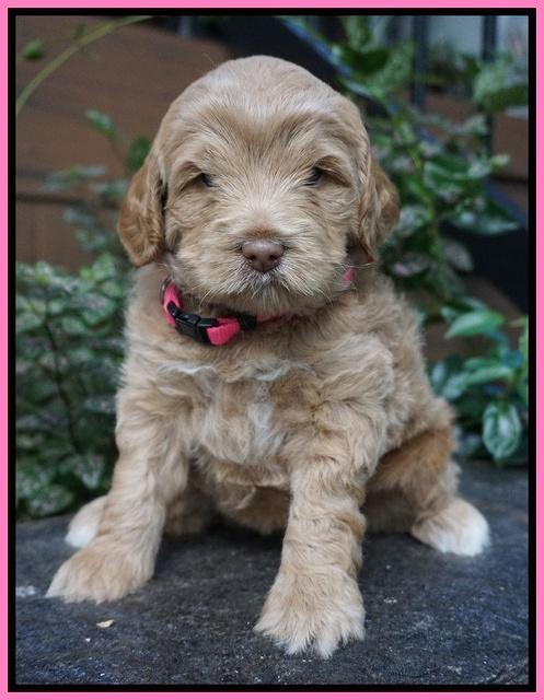 Ivory Harbins pups 4 wks old 21