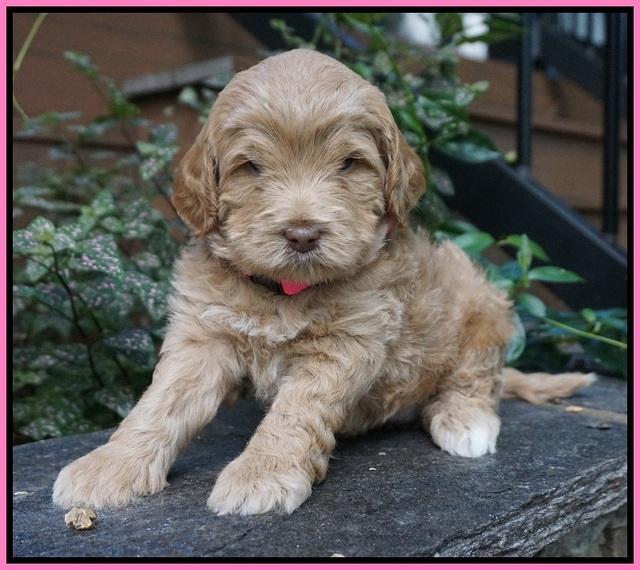 Ivory Harbins pups 4 wks old 31