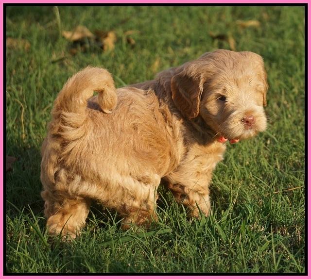 Ivory Harbins pups 5 weeks old 11