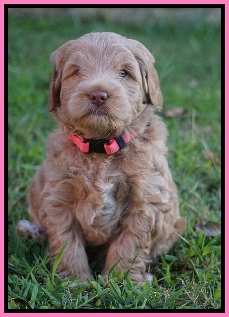 Ivory Harbins pups 5 weeks old 61